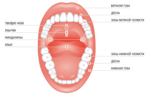 Подвижность слизистой оболочки полости рта