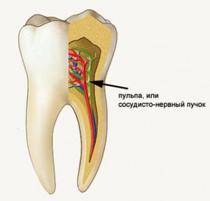 Пульпа зуба и ее повреждение