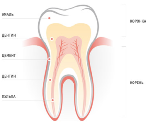 Основные функции зубов человека